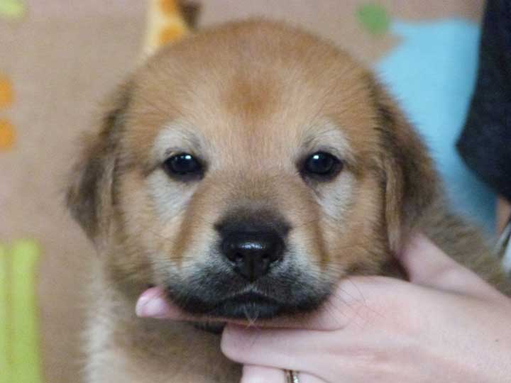 chinook puppy